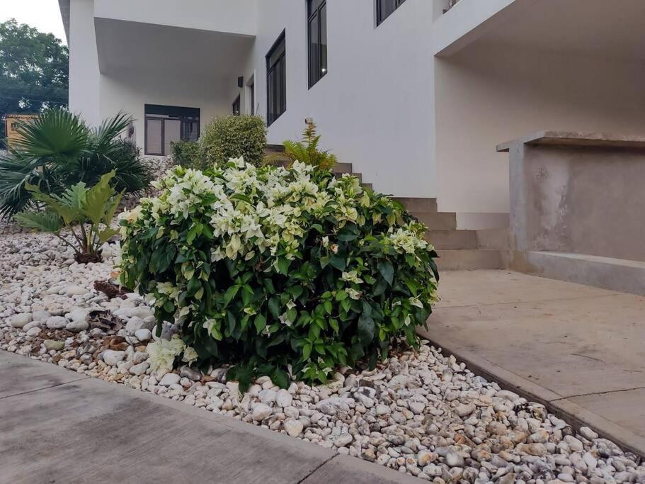 The Willow Apartment Ocho Rios Eksteriør bilde